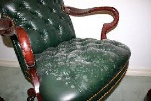 EFFECTS OF MOULD ON BOOKS AND OFFICE FURNITURE.